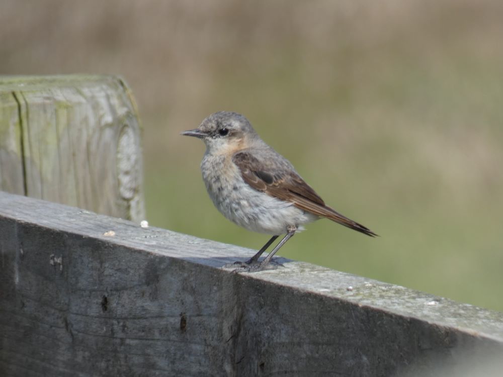 06 07 2026 Wheatear BrickField ThomasWeston