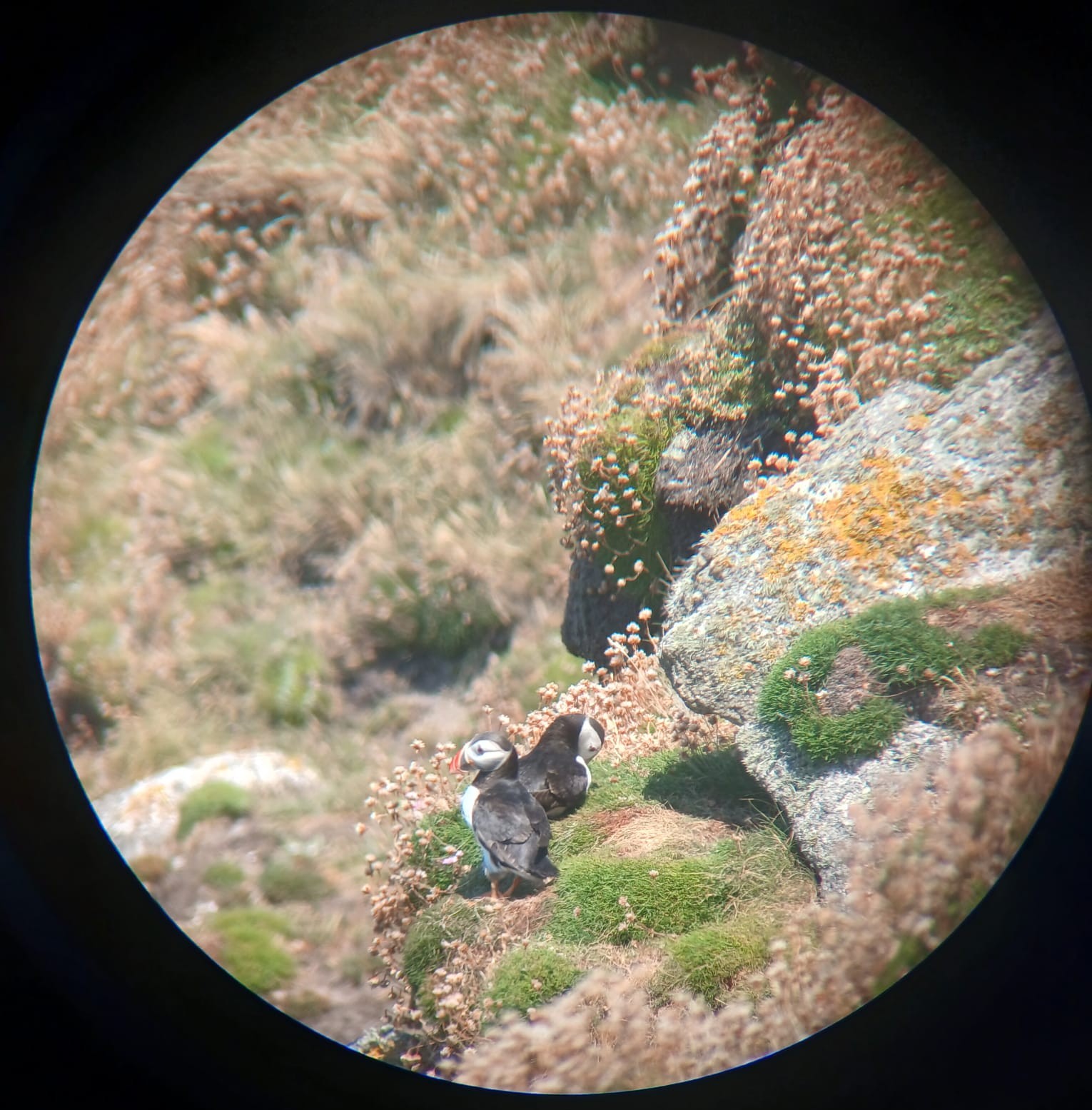 16 07 26 Puffins Battery EAbel