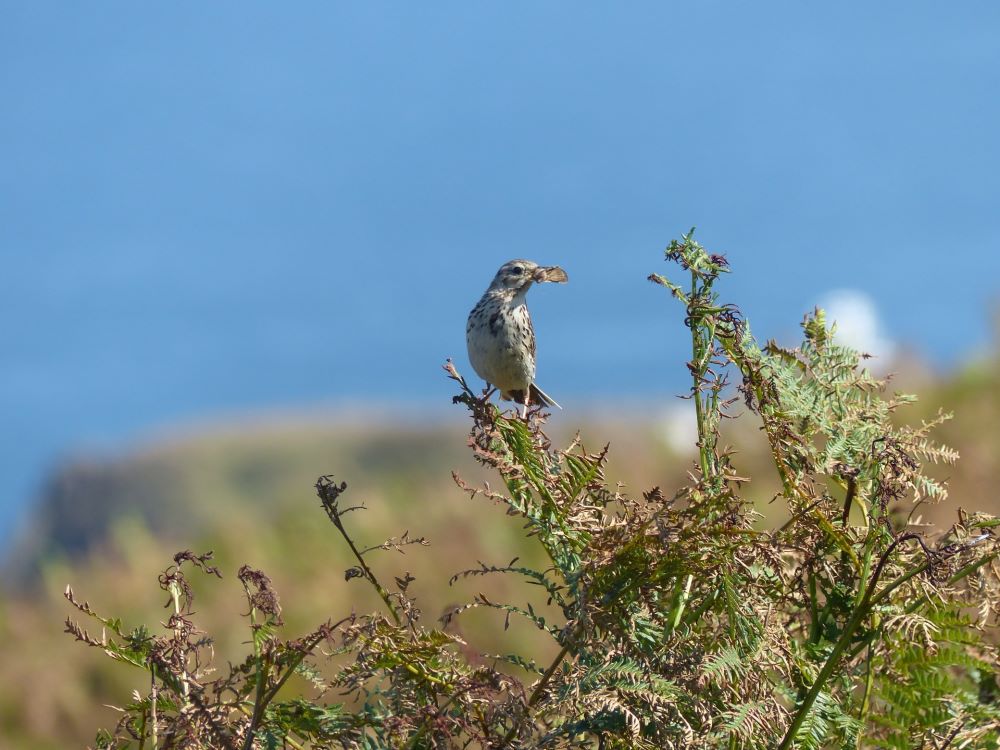 20 07 2026 MeadowPipit QW Lucile