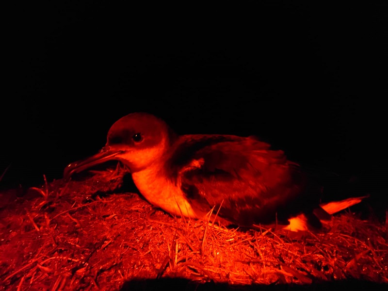 2024 04 10 ManxShearwater ManxColony JoeParker